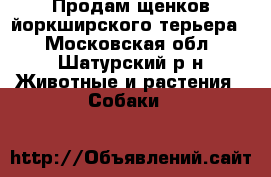 Продам щенков йоркширского терьера  - Московская обл., Шатурский р-н Животные и растения » Собаки   